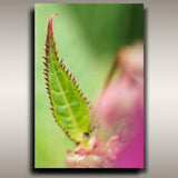Pacific Northwest Plant Photo - 12"x18" Spikey Green Plant Leaf Print from Vancouver Island, BC for Tree Hugger and Plant Lover Home Decor