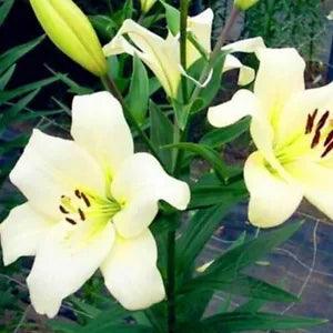 20 SEEDS for White Light Yellow LILY RARE flower exotic home plant USA Seller