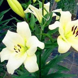 20 SEEDS for White Light Yellow LILY RARE flower exotic home plant USA Seller