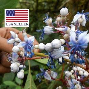 Dichroa Febrifuga Seeds, Tibetan Hortence, Chinese Quinine - 10 Seeds
