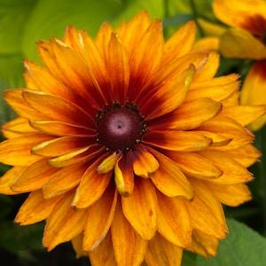 Rudbeckia Cherokee Sunset. Tender perennial. Full sun . 30 seeds