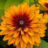 Rudbeckia Cherokee Sunset. Tender perennial. Full sun . 30 seeds