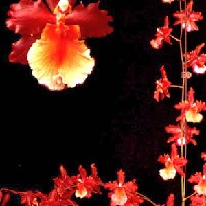 RED Oncidium orchid living starter plant-Wilsonara Pacific Perspective 'Pacific Heat'-seedling plug~pansy orchid