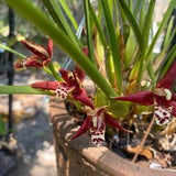 Maxillaria teunofilia