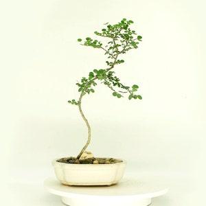 Dwarf Hong Kong Orchid (rare) bonsai tree, "One of a kind" collection from Rare and Exotic Bonsai