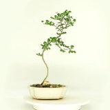 Dwarf Hong Kong Orchid (rare) bonsai tree, "One of a kind" collection from Rare and Exotic Bonsai