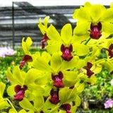 Dendrobium Orchid Yellow "Everlasting Love"  live plant 4" pot~ Bloom size orchid