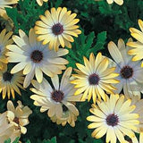 Livingstone Daisy mix seeds - code 544 - Dorotheanthus bellidiformis -Osteospermum