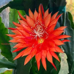 1 unrooted cutting/ leaf/ stem Super Rare Hot  StarFish Epiphyllum Orchid Cactus 6-8???