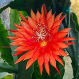 1 unrooted cutting/ leaf/ stem Super Rare Hot  StarFish Epiphyllum Orchid Cactus 6-8???