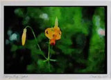 Wild Flowers Plants 013115 Yellow Tiger Lily Limited Edition Watercolour Print
