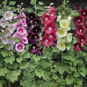 10 Country Romance Hollyhock Seed Mix / Alcea Rosea Flower Seeds / Biennial / English Garden / Pom Pom / Wildflowers /