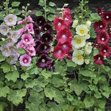 10 Country Romance Hollyhock Seed Mix / Alcea Rosea Flower Seeds / Biennial / English Garden / Pom Pom / Wildflowers /