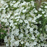50 Seeds-White Robe Cup Seeds- Nierembergia Hippomanica-PV252-Long blooming Plant