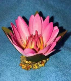 3 inch Small PINK Soft Silk WATER LILY Flower plant, Stone Base