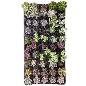 Mixed baby/small succulent bundle | Rare Local Succulent | Living Plant | Shown on Pic | Not Seed