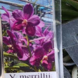 Orchid Vanda Merrillii x Dr Anek Tropical Hanging Plants