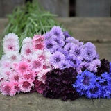Classic Artistic Bachelor Buttons Seeds Tall Centaurea Cornflower Annual Cut Flowers Dried Flowers Bouquet Dizzy Bees Urban Garden