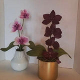 Foam Orchid flower