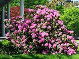 Comment planter un rhododendron ? Flower Delivery