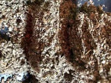 Mullein Herb Tea - organic bulk  cut healing lung leaf - 1/8 lb Pound