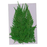 12pc  Press Dried Flower Leaves For Epoxy Resin Jewelry Making