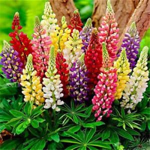 Lupinus polyphyllus mixed seeds -code 857