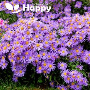 Aster Amellus - Rudolph Goethe - 100 seeds (Aster Amellus)