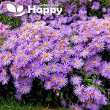 Aster Amellus - Rudolph Goethe - 100 seeds (Aster Amellus)