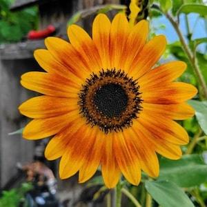 Dwarf Music Box Sunflower SEEDS cut flower bouquet Feed native birds wildlife from Dizzy Bees Urban Garden
