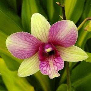 Dendrobium Orchid Yellow "Buttercup"  live plant 6" pot Bloom size