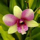 Dendrobium Orchid Yellow "Buttercup"  live plant 6" pot Bloom size