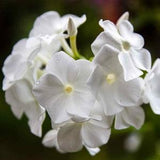 50 seeds Phlox Drummondii Nana Compacta Beauty White Fragrant - perennial