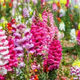 Snap dragon flower mix 200 seeds
