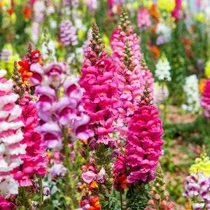 Snap dragon flower mix 1 ounce of seed 100k +