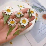 Dried Plants White Daisy Pressed Flowers-Natural Leucanthemum Paludosum Branches