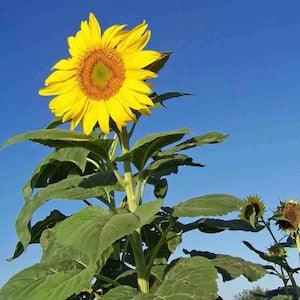 Organic Skyscraper Sunflower Seeds, Massive 12' Tall Sunflowers, 30 Seeds // Organic, Non-GMO, helianthus annuus