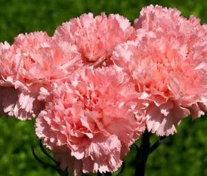 CARNATION GRENADIN ROSE Dianthus Caryophyllus - 200 Bulk Seeds