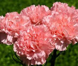 CARNATION GRENADIN ROSE Dianthus Caryophyllus - 20 Seeds
