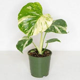 Rare plant Variegated Monstera Thai Constellation in 6 inch nursery pot