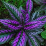 20 Purple Coleus Flower Seeds-Rare Coleus-Solenostemon Lamiaceae Annual Shrubs Plant Seeds