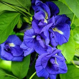 Butterfly Pea Double Petal 15 Seeds
