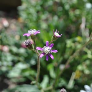 Ragwort Seeds (10) - Pink Senecio Polyodon