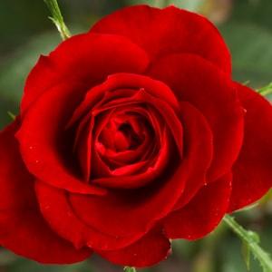 Red roses seeds -20seeds - code 006