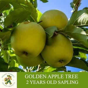 Golden Apple Sapling, Grafted Ready To Plant, With Tuberous Soil, 2 Year Old Abundant Fruit Apple Tree, For Pot and Garden -Open Pollination