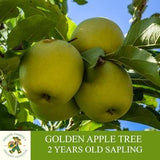 Golden Apple Sapling, Grafted Ready To Plant, With Tuberous Soil, 2 Year Old Abundant Fruit Apple Tree, For Pot and Garden -Open Pollination