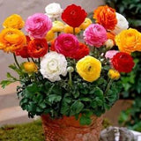 100 Colorful Ranunculus Seeds Ranunculus asiaticus Persian Buttercup Seed