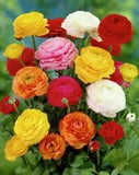 Perennial Ranunculus Persian Buttercup Flower Seeds Colorful Beautiful Plants