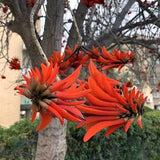 Kaffir Coral Tree - Erythrina caffra - Rare 'Plants' Seeds - African Coral Tree, Coastal Coral Tree, African Coral Tree, Natal Coral Tree