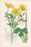 Ranunculus Spicatus Algeria Flower Botany Botanical Print Litho Lemaire